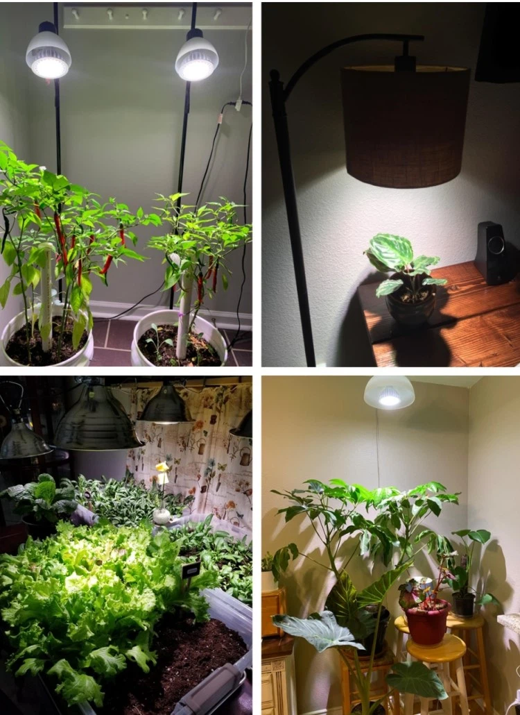 grow bulbs lighting for plant grow bulbs lighting for plant