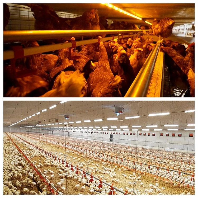 poultry farm light 32 poultry farm light 32